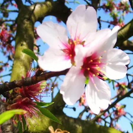 Гостевой дом Gaestehaus Becker Вахенхайм-ан-дер-Вайнштрасе