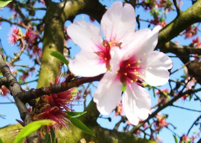 Guest house Gaestehaus Becker Wachenheim an der Weinstrasse