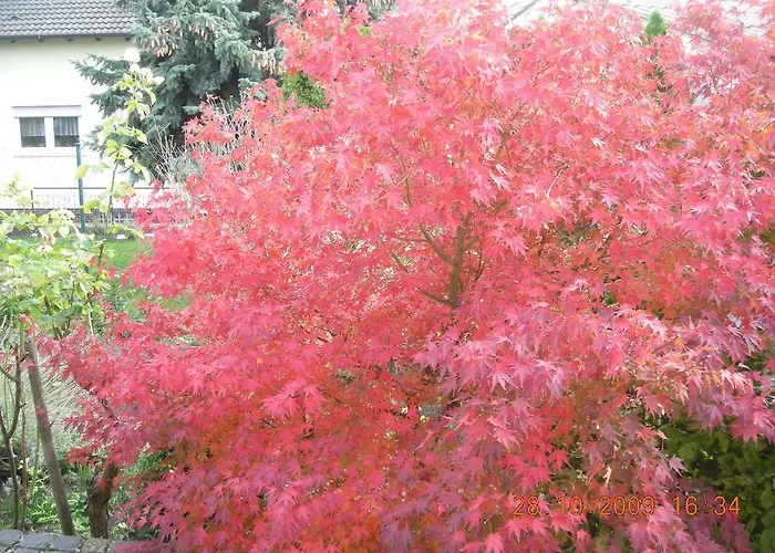 Guest house Gaestehaus Becker Wachenheim an der Weinstrasse
